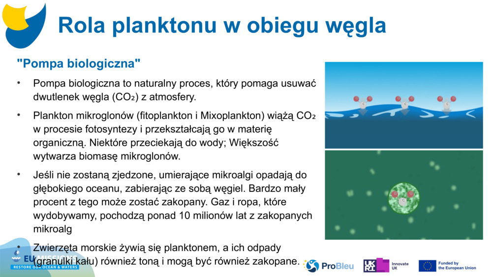 "Pompa biologiczna"