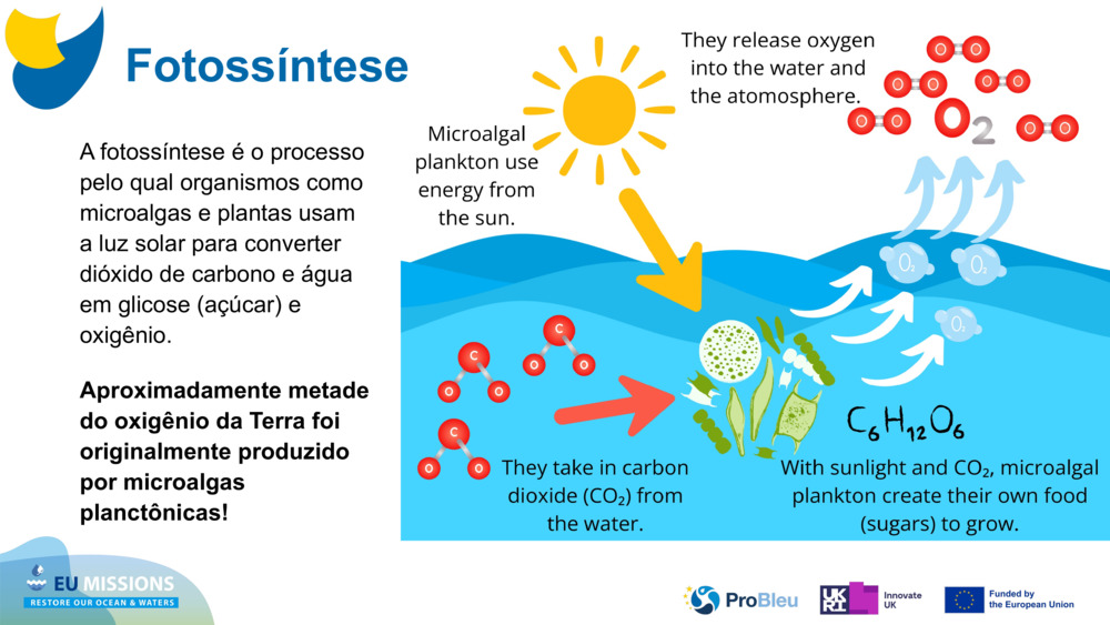 A fotossíntese é o processo pelo qual organismos como microalgas e plantas usam a luz solar para converter dióxido de carbono e água em glicose (açúcar) e oxigênio. 