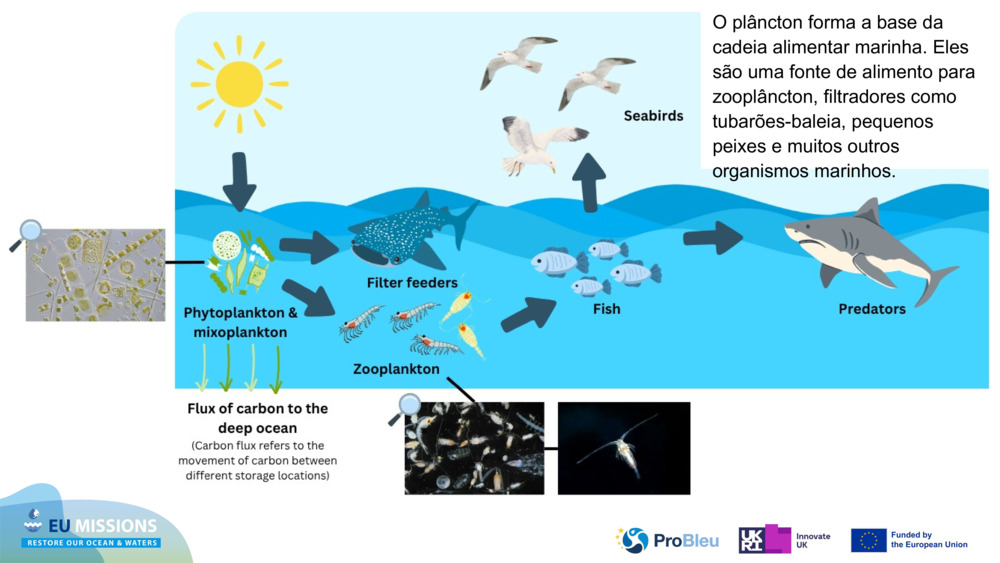 O plâncton forma a base da cadeia alimentar marinha. Eles são uma fonte de alimento para zooplâncton, filtradores como tubarões-baleia, pequenos peixes e muitos outros organismos marinhos.