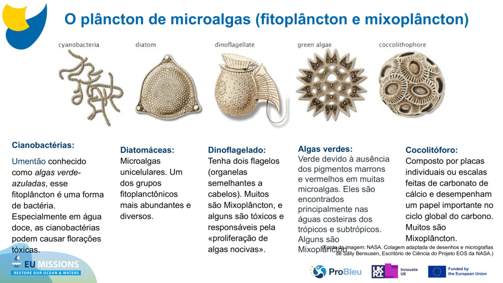 Cianobactérias: 