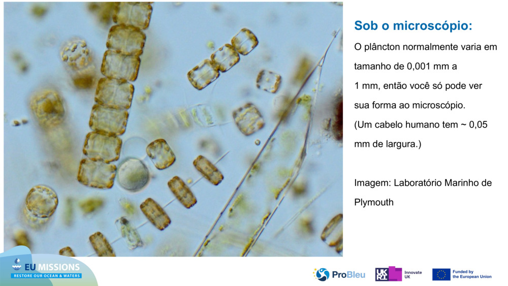 Sob o microscópio: 