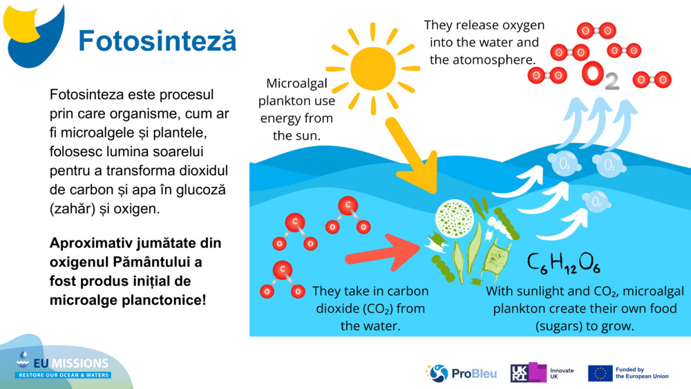 Fotosinteza este procesul prin care organisme, cum ar fi microalgele și plantele, folosesc lumina soarelui pentru a transforma dioxidul de carbon și apa în glucoză (zahăr) și oxigen. 