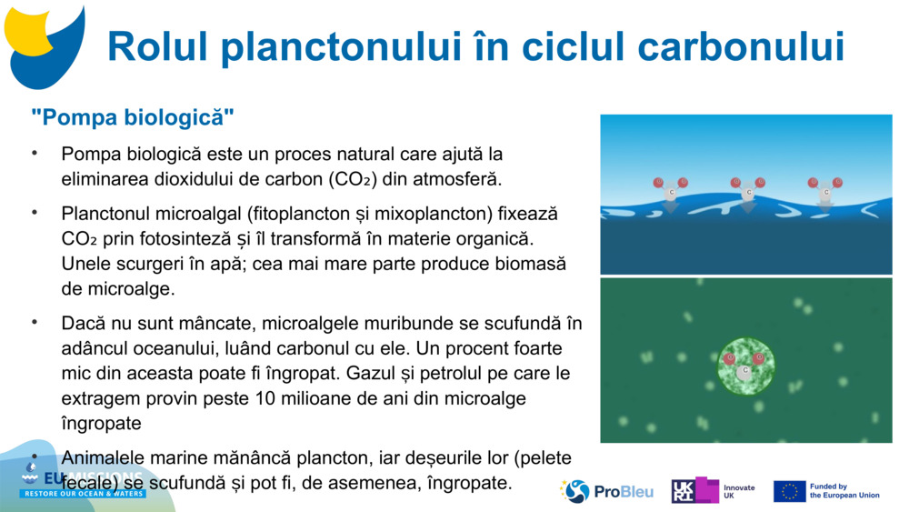 "Pompa biologică"