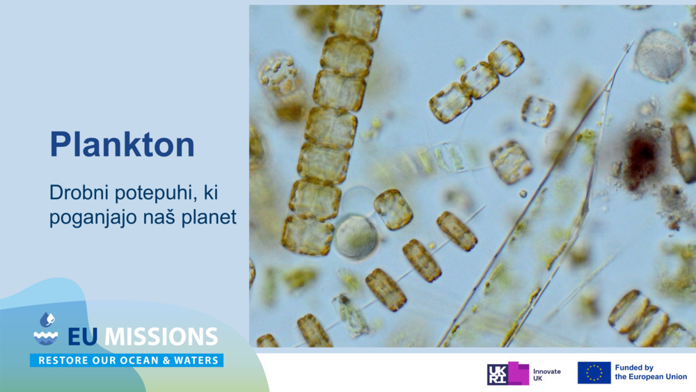 Plankton: Drobni drifterji, ki poganjajo ocean 