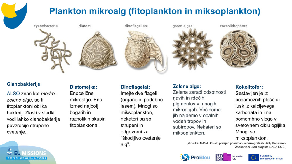 Cianobakterije: 