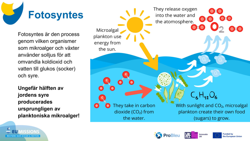 Fotosyntes är den process genom vilken organismer som mikroalger och växter använder solljus för att omvandla koldioxid och vatten till glukos (socker) och syre. 