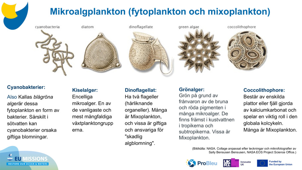 Cyanobakterier: 