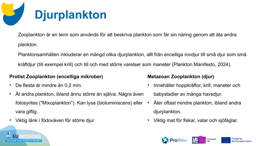 Djurplankton
