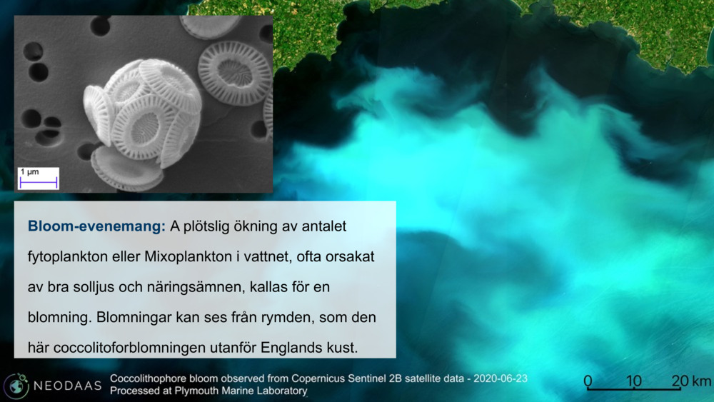 Bloom-evenemang: 