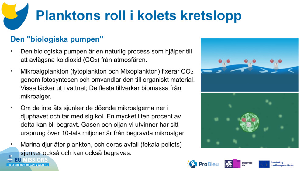 Den "biologiska pumpen"