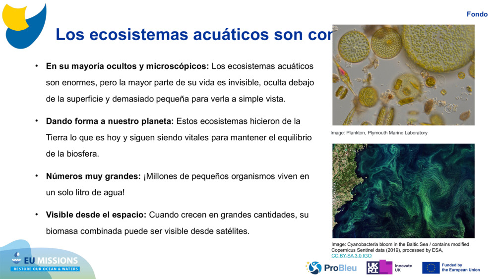 Los ecosistemas acuáticos son complejos