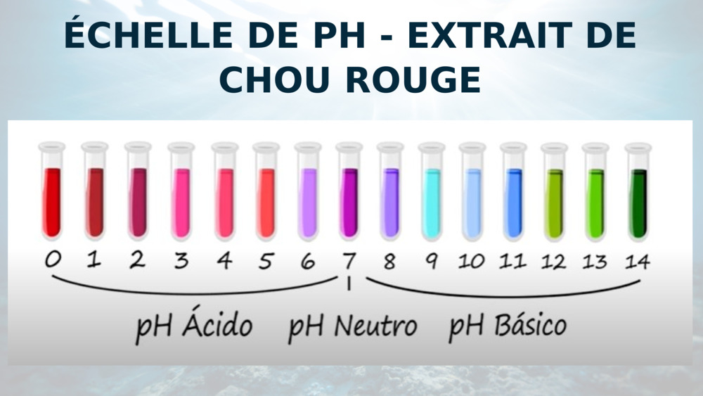 ÉCHELLE DE PH - EXTRAIT DE CHOU ROUGE