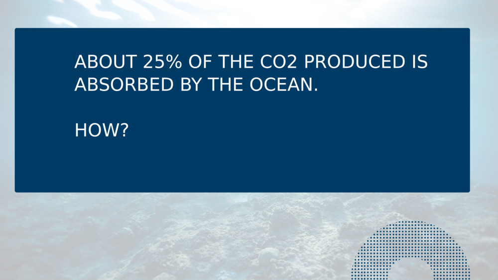 ABOUT 25% OF THE CO2 PRODUCED IS ABSORBED BY THE OCEAN.