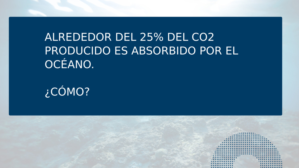 ALREDEDOR DEL 25% DEL CO2 PRODUCIDO ES ABSORBIDO POR EL OCÉANO.