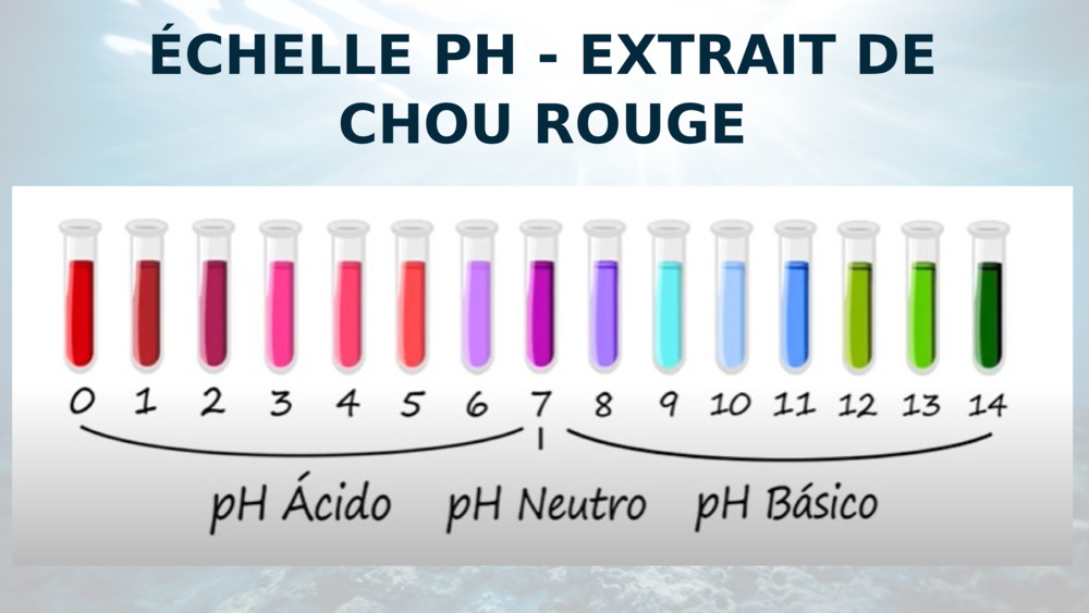 ÉCHELLE PH - EXTRAIT DE CHOU ROUGE