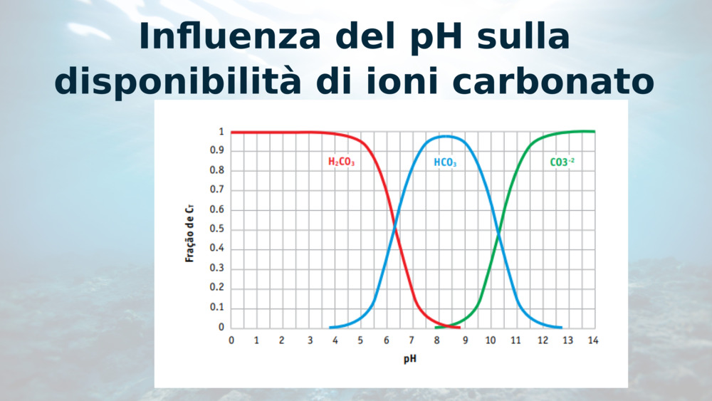 Influenza del pH sulla disponibilità di ioni carbonato