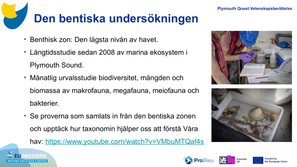 Den bentiska undersökningen