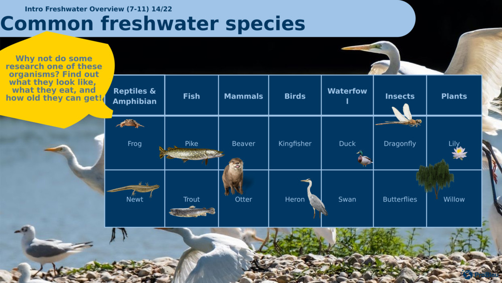 Įvadas Gėlo vandens apžvalga (7-11) 14/22