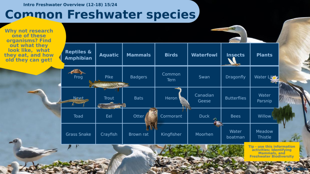 Įvadas Gėlo vandens apžvalga (12-18) 15/24