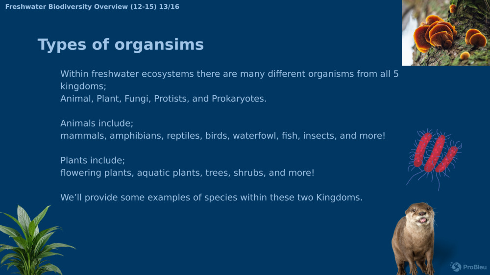 Within freshwater ecosystems there are many different organisms from all 5 kingdoms;