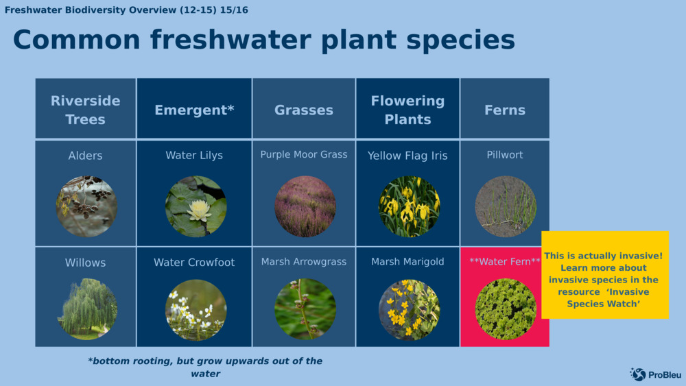 Common freshwater plant species